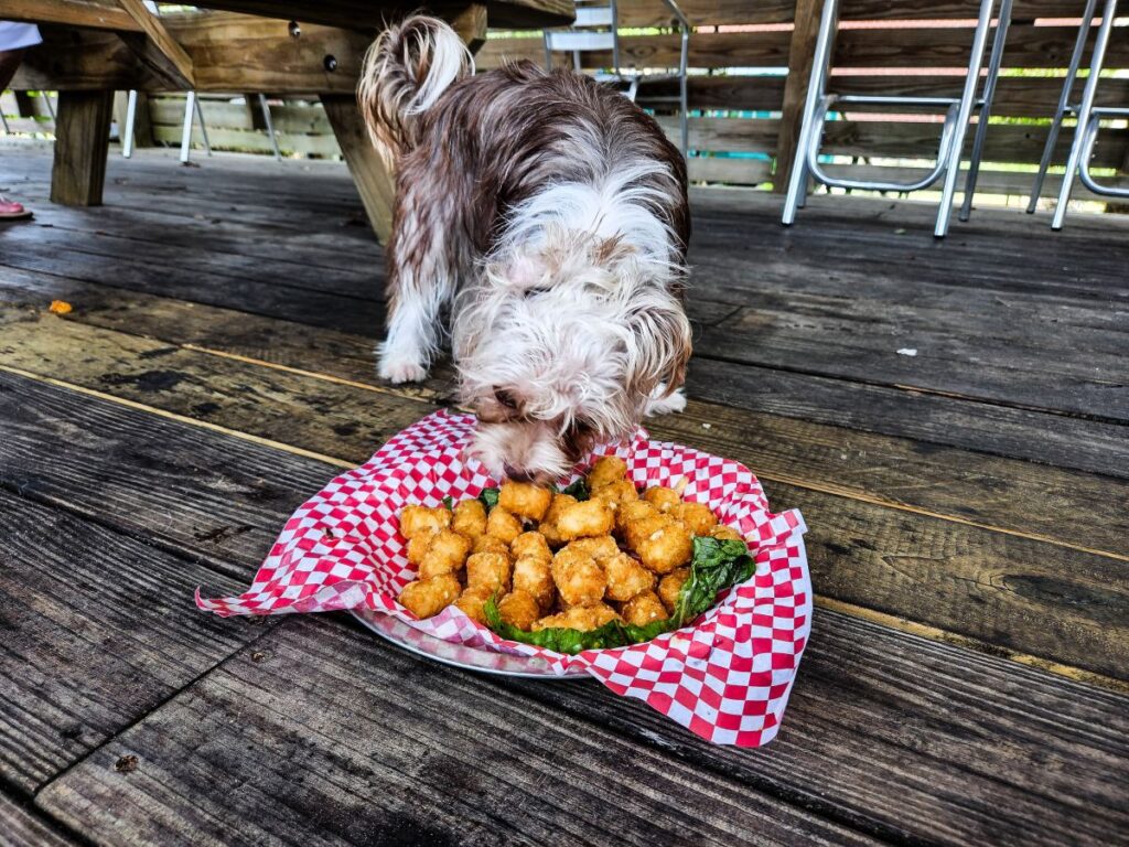 Czy psy mogą jeść ziemniaki?